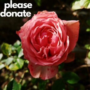 Picture of red rose with the heading please donate.